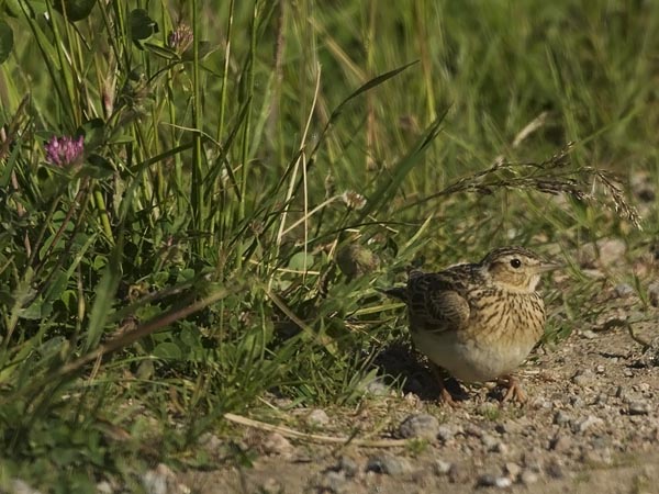 Kiuru, Eurasian Skylark, Alauda arvensis